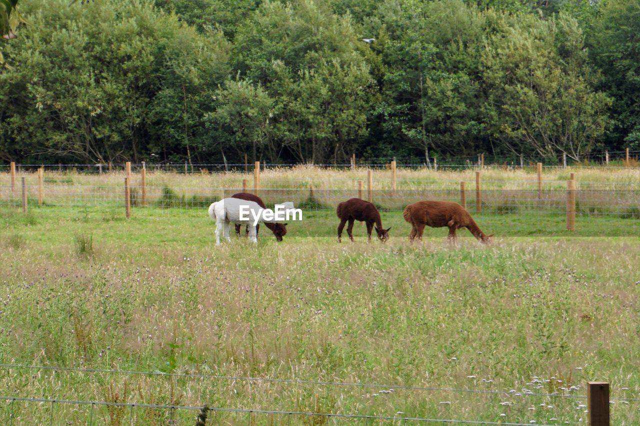 pasture, plant, animal, animal themes, mammal, grazing, domestic animals, livestock, field, group of animals, grass, tree, land, pet, agriculture, grassland, horse, green, meadow, animal wildlife, nature, growth, farm, rural area, herd, prairie, no people, landscape, wildlife, day, herbivorous, environment, natural environment, beauty in nature, outdoors, fence, rural scene, two animals, mare, cattle, ranch
