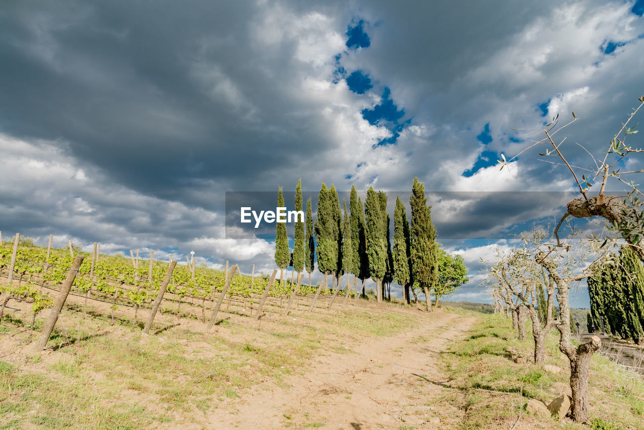 Scenic view of agricultural field against sky