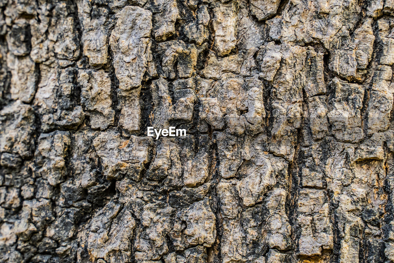 tree, backgrounds, full frame, trunk, textured, soil, no people, pattern, wood, rough, branch, plant, wall, stone wall, close-up, nature, day, outdoors, rock, tree trunk, cracked, leaf, plant bark