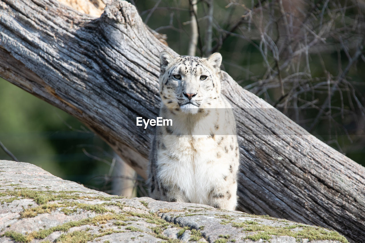 Animal bigcat carnivore cat leopard mammal predator snowleopard