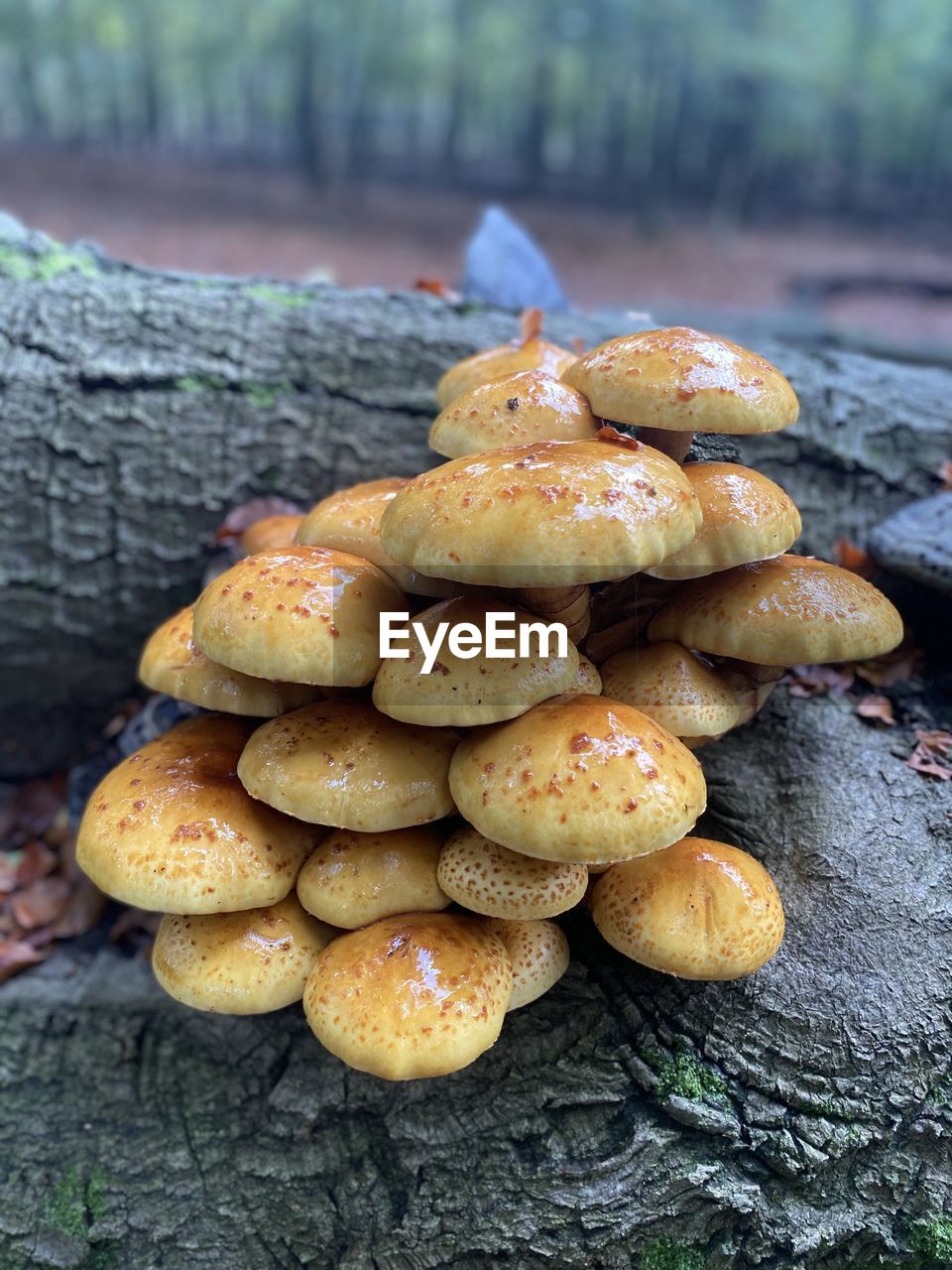 food, food and drink, vegetable, plant, tree, mushroom, fungus, nature, freshness, no people, growth, wellbeing, healthy eating, land, wood, close-up, forest, day, outdoors, large group of objects, abundance, autumn, focus on foreground, edible mushroom, tree trunk, environment, organic
