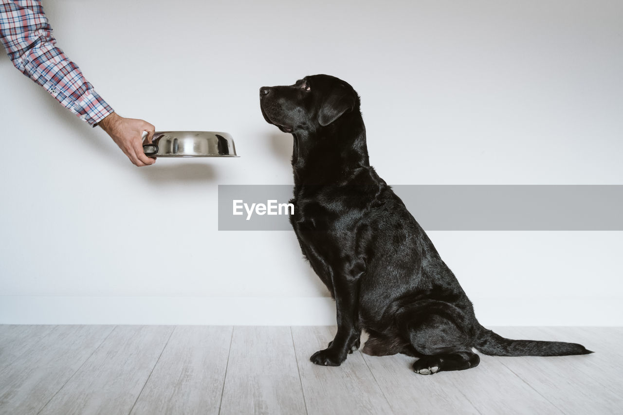 DOG LOOKING AT CAMERA WHILE SITTING ON WALL