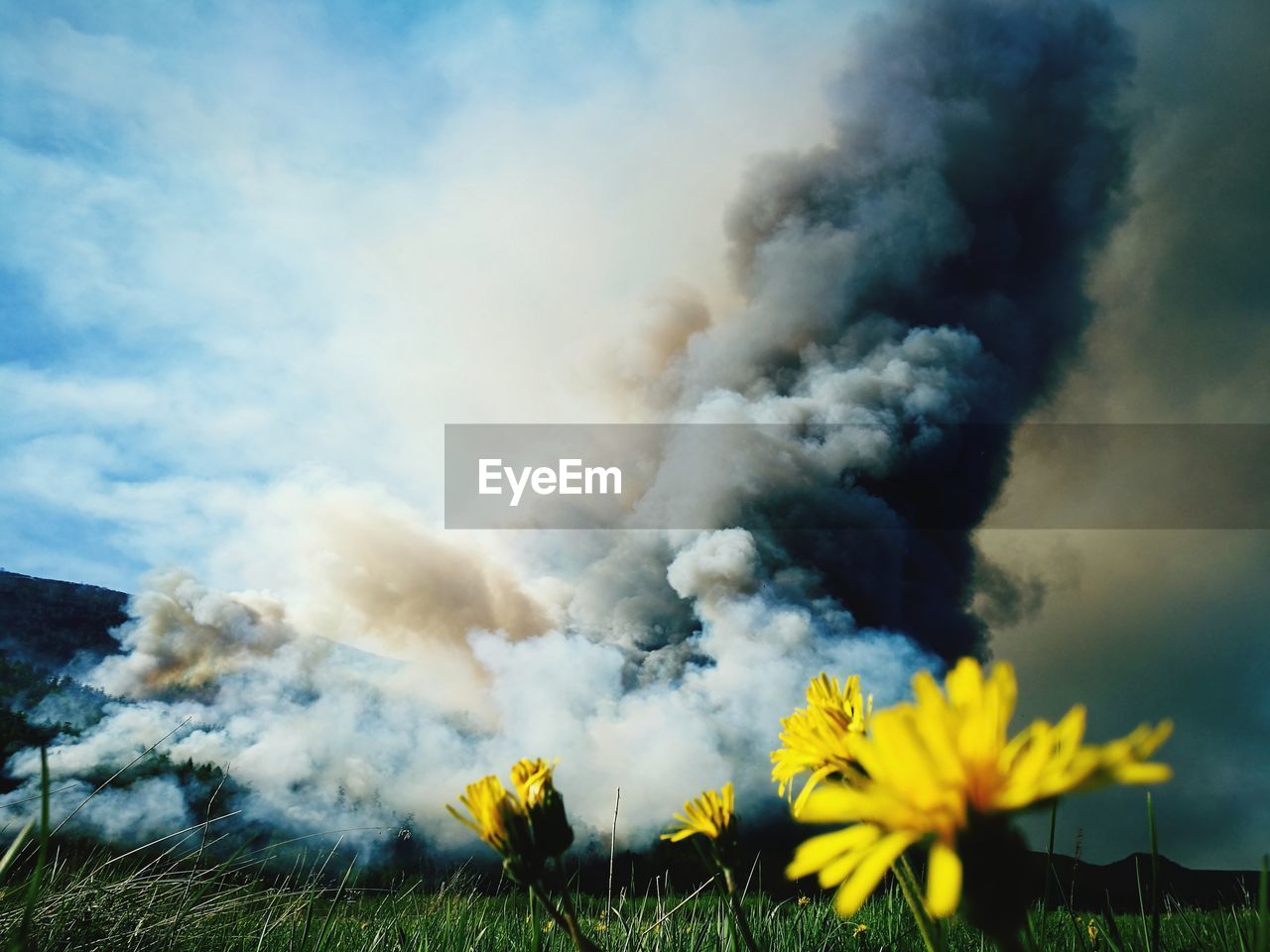 Smoke emitting from yellow flowers on field against sky