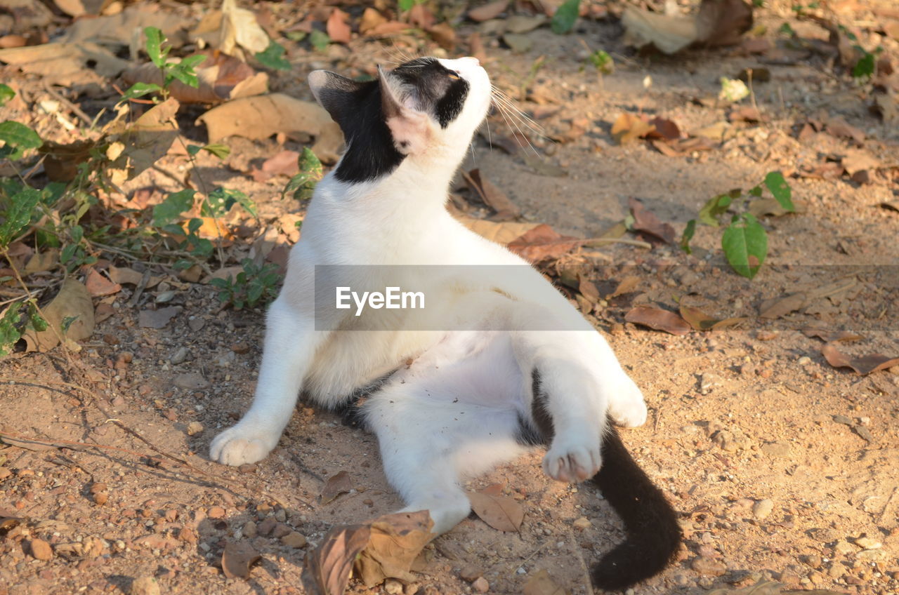 HIGH ANGLE VIEW OF DOG ON FIELD