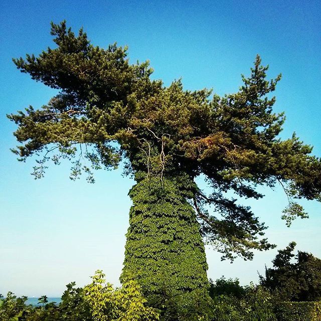 LOW ANGLE VIEW OF TREES AGAINST CLEAR BLUE SKY