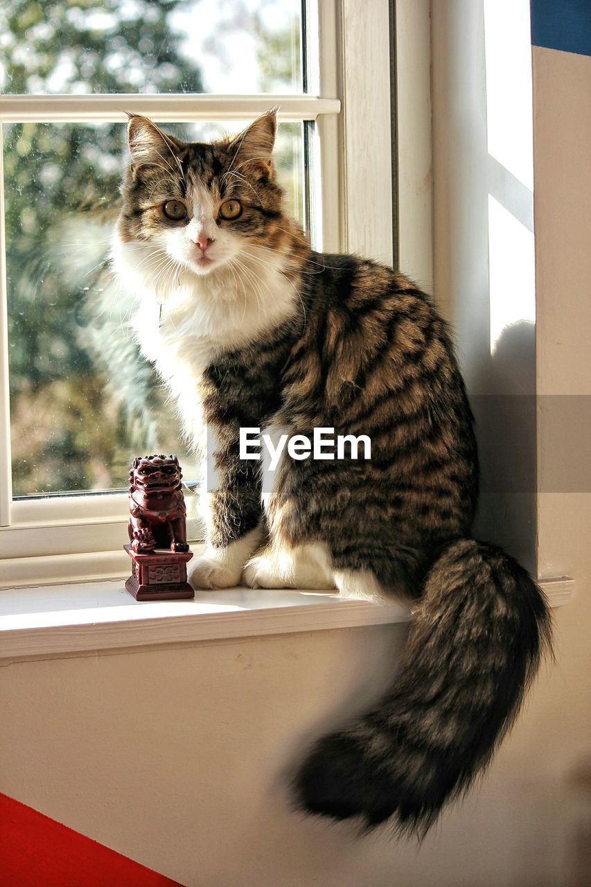 Cat on window sill