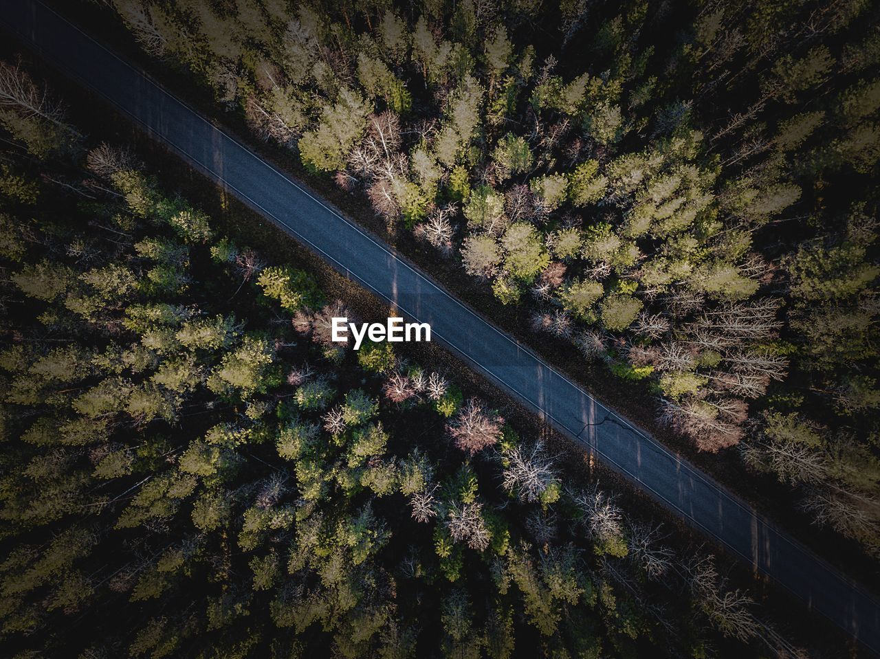 High angle view of road amidst trees