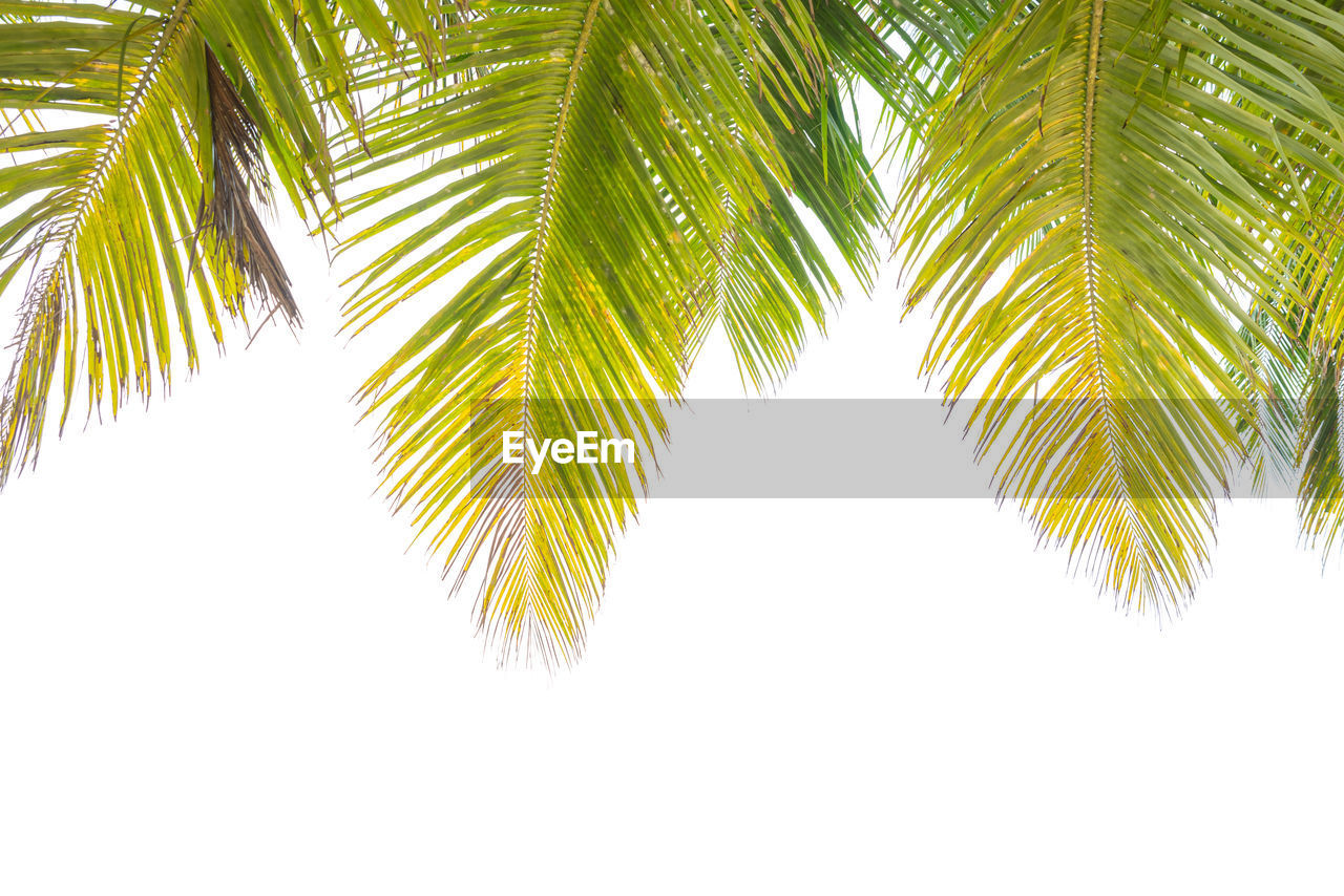 LOW ANGLE VIEW OF PALM LEAVES AGAINST SKY