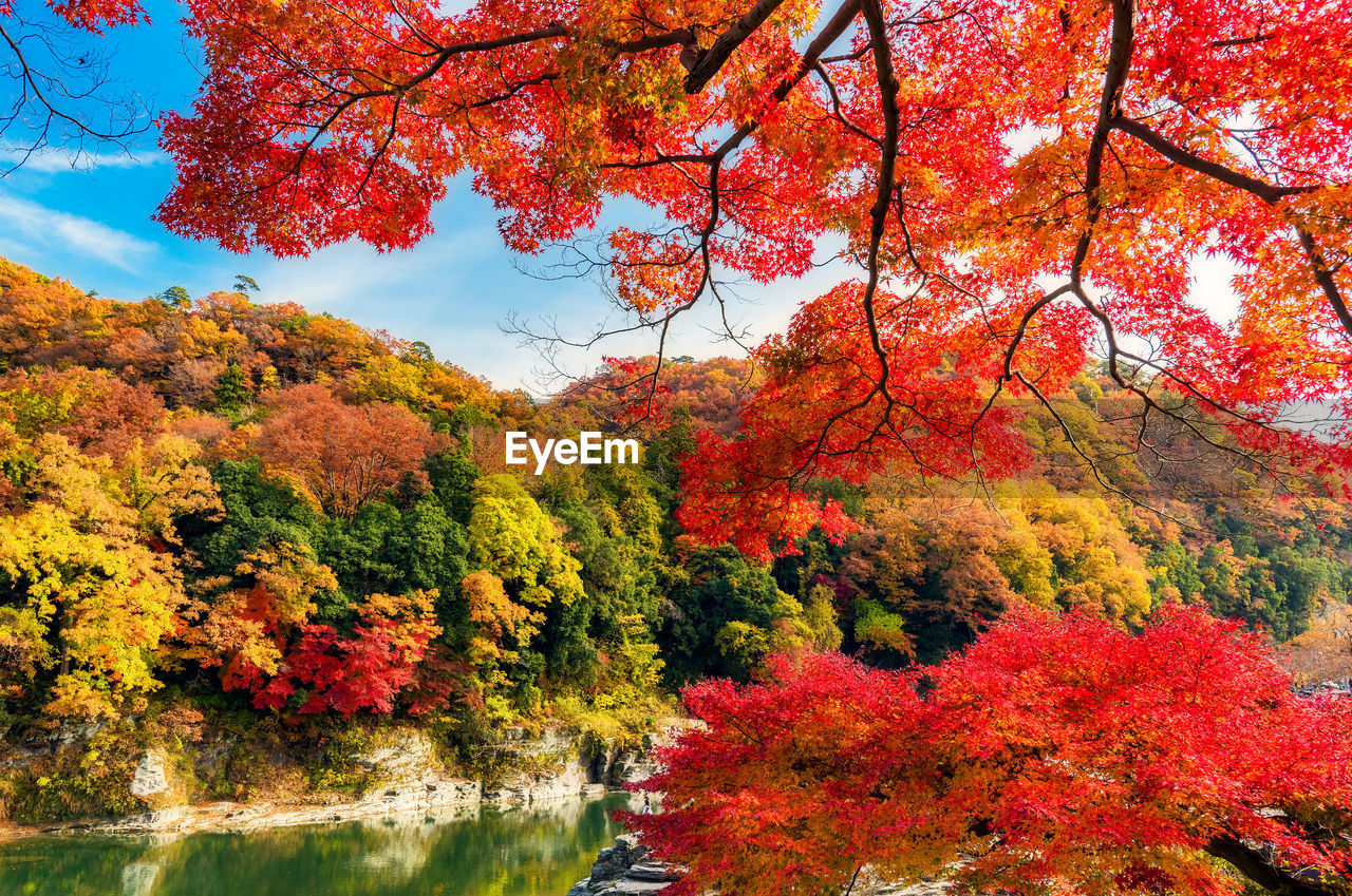 SCENIC VIEW OF AUTUMNAL BY TREES