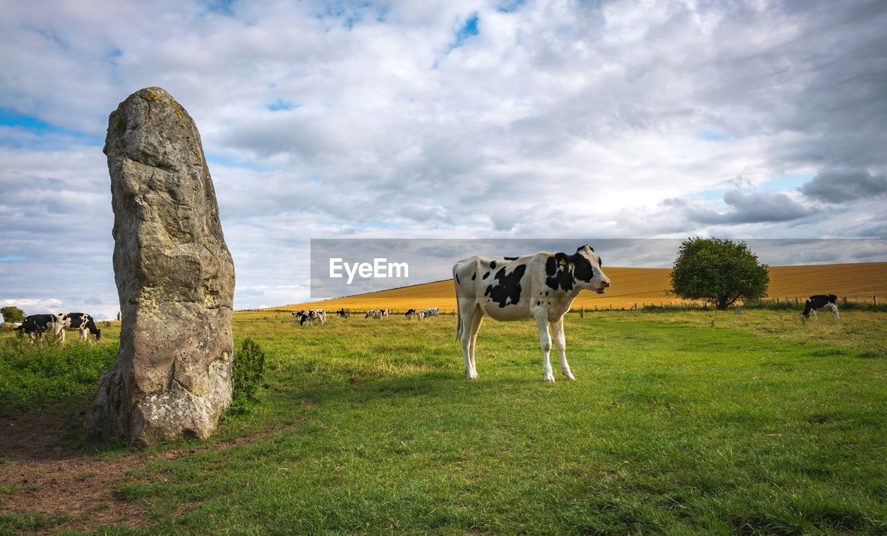 Cows grazing near prehistoric standing stones at avebury in wiltshire england united kingdom