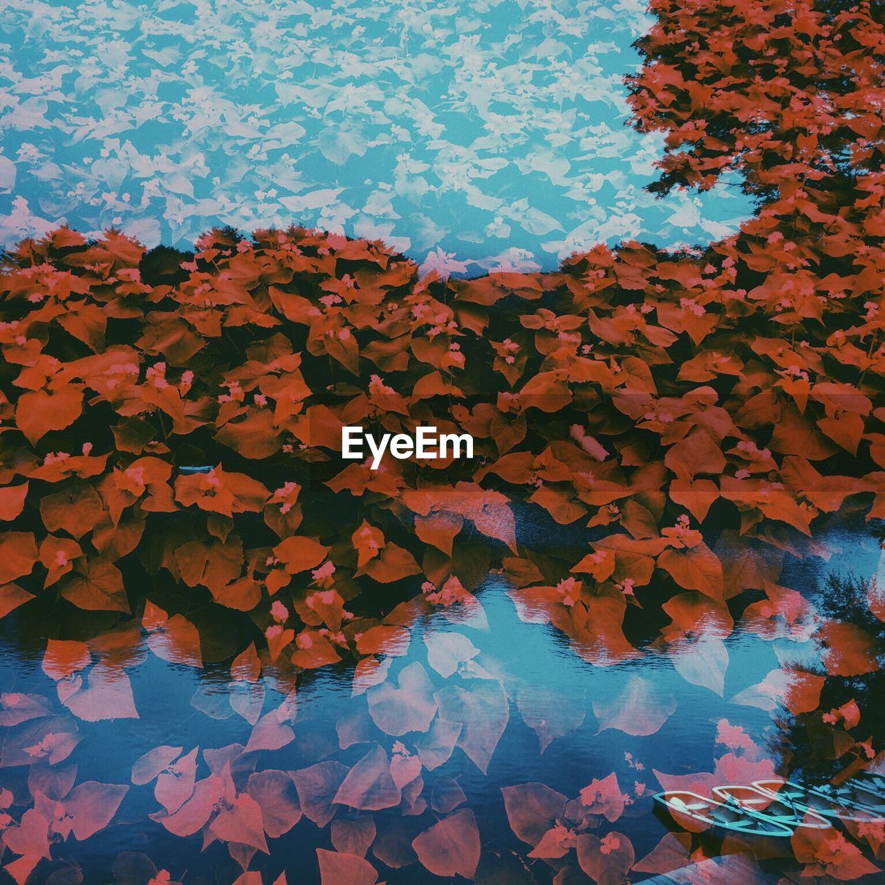 LEAVES IN WATER