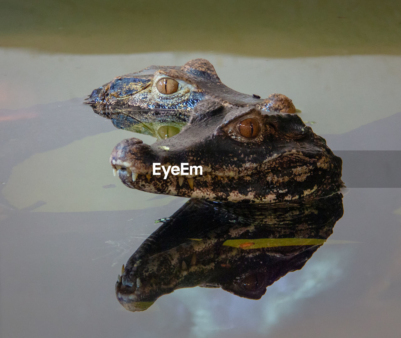 Close-up of crocodile in a tank