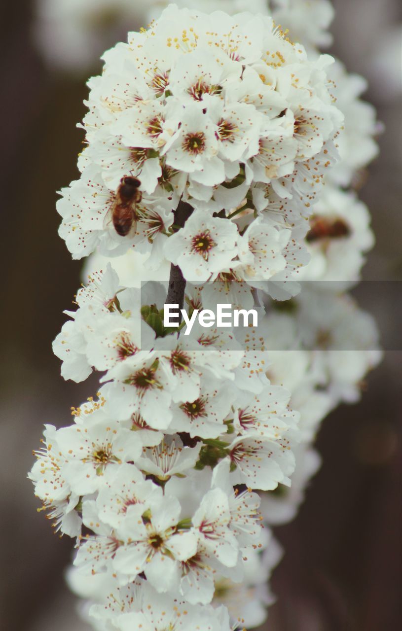 Close-up of bees pollinating on fresh white cherry blossoms