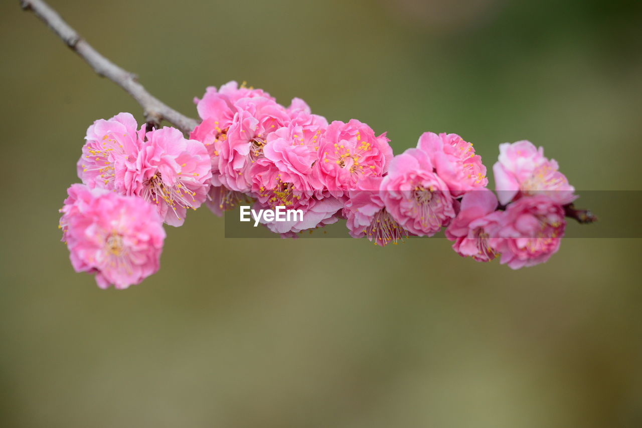 plant, pink, flower, blossom, flowering plant, beauty in nature, branch, freshness, macro photography, close-up, fragility, nature, leaf, focus on foreground, tree, no people, growth, springtime, petal, flower head, inflorescence, outdoors, day, selective focus, plant stem