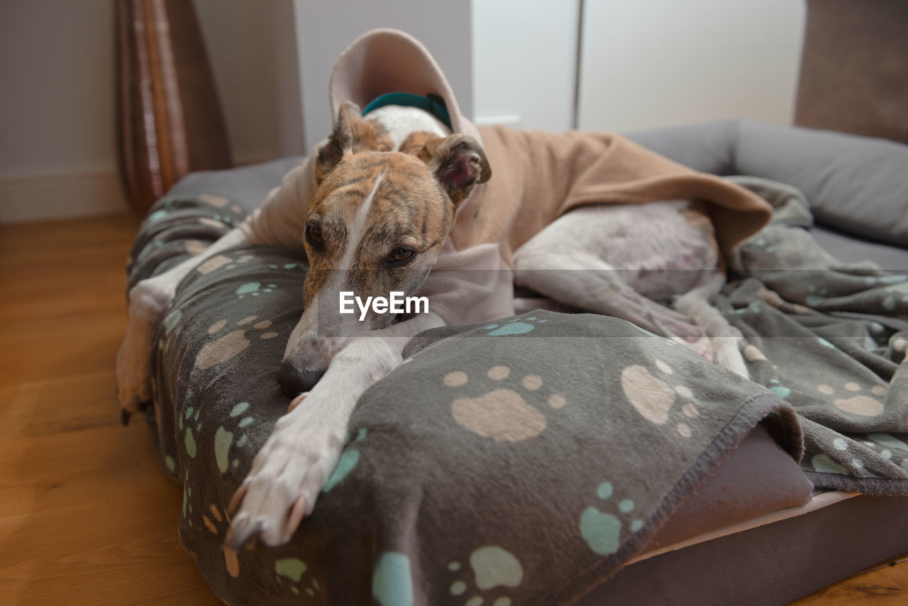Wide angle image of a large pet greyhound dog wearing pyjamas. white and brindle fur