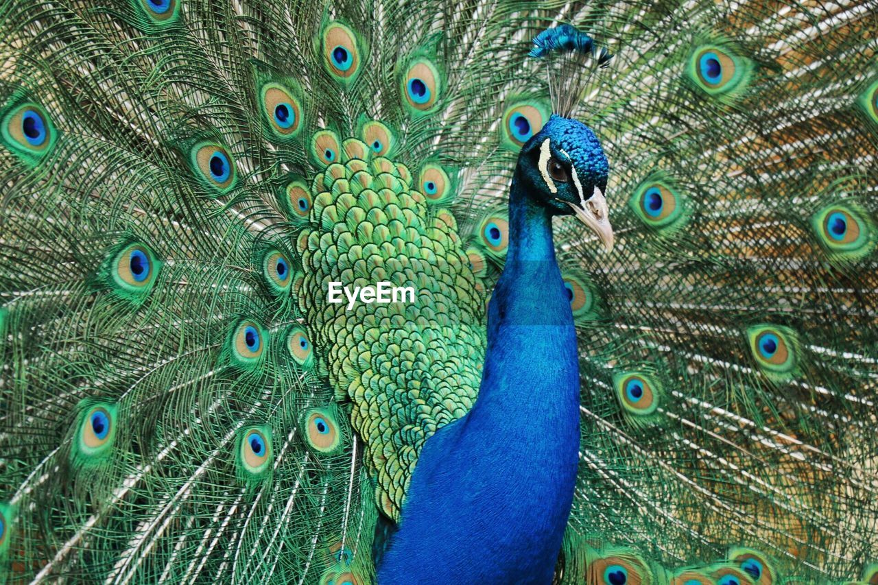 Portrait of peacock with fanned out feathers