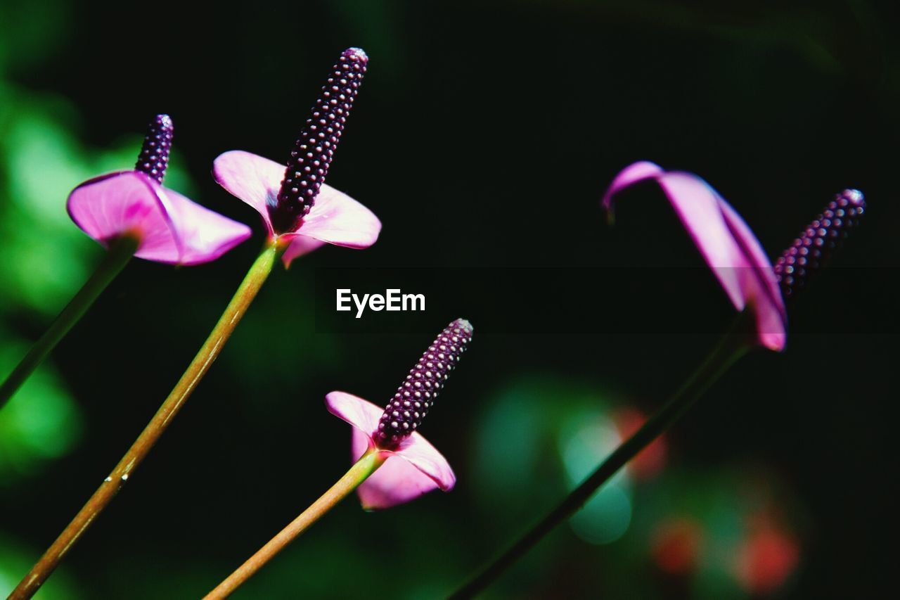 Close-up of purple anthurium flowers