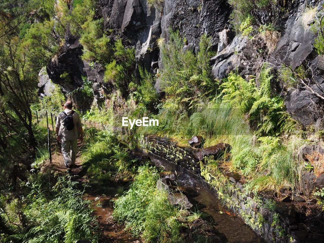 Rear view of man walking amidst trees in forest madeira island