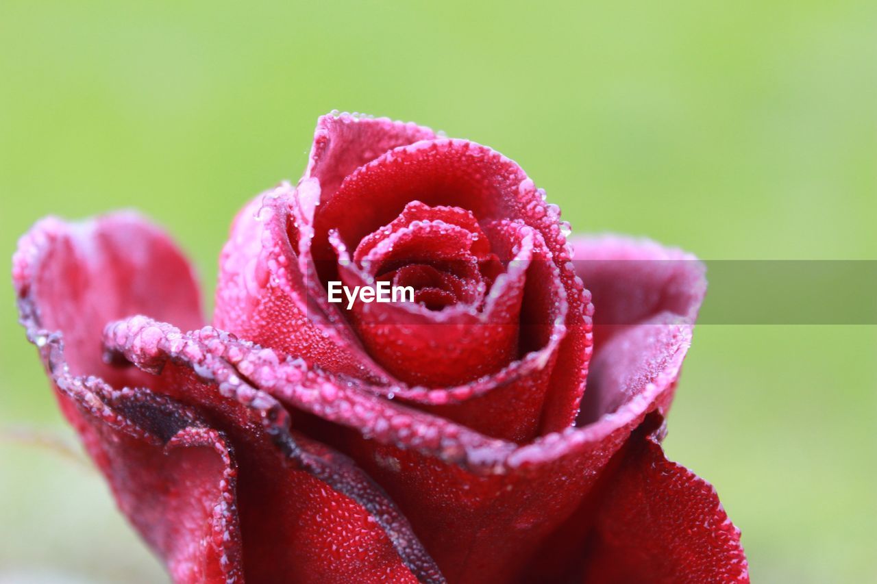 Close-up of pink rose flower