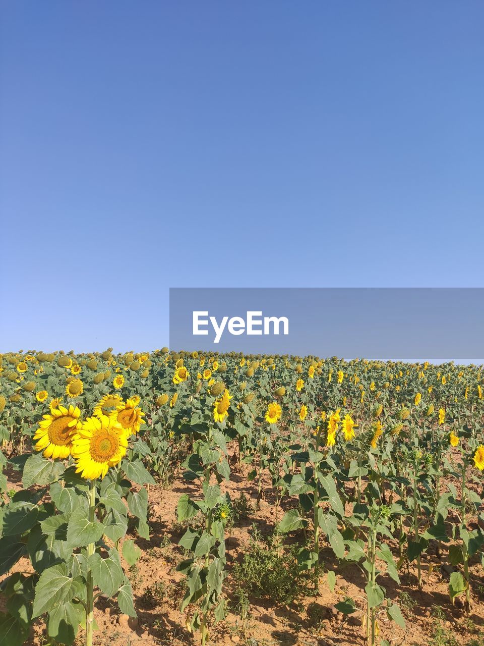 yellow, plant, nature, growth, beauty in nature, blue, no people, flower, sky, day, clear sky, flowering plant, freshness, outdoors, leaf, copy space, sunlight, green, sunflower, plant part, sunny, tranquility, land, fragility, close-up