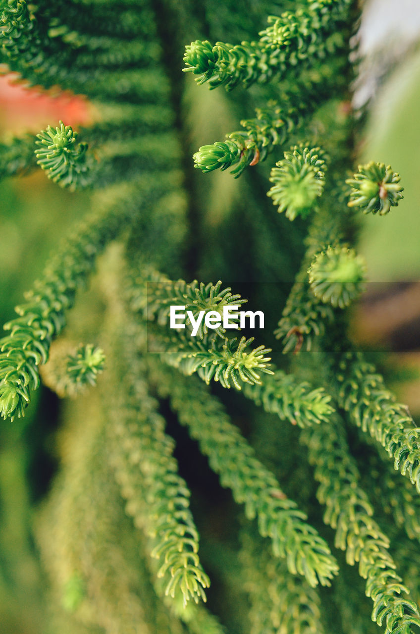 plant, green, nature, leaf, plant part, beauty in nature, coniferous tree, no people, growth, tree, pinaceae, pine tree, close-up, branch, flower, spruce, fir, outdoors, ferns and horsetails, day, food and drink, selective focus, herb, food, backgrounds, botany, healthcare and medicine, shrub, freshness, focus on foreground, environment