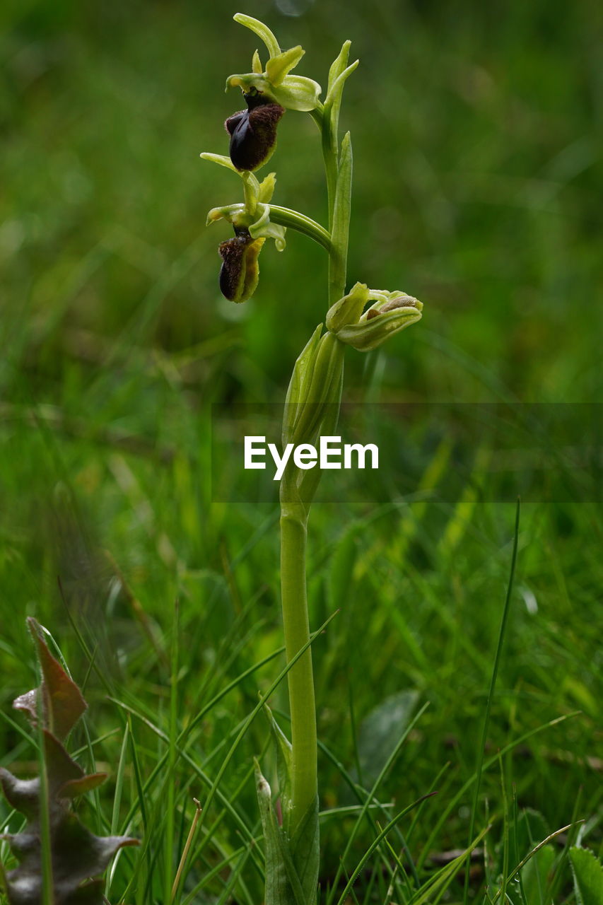 Close-up of flowering plant on field