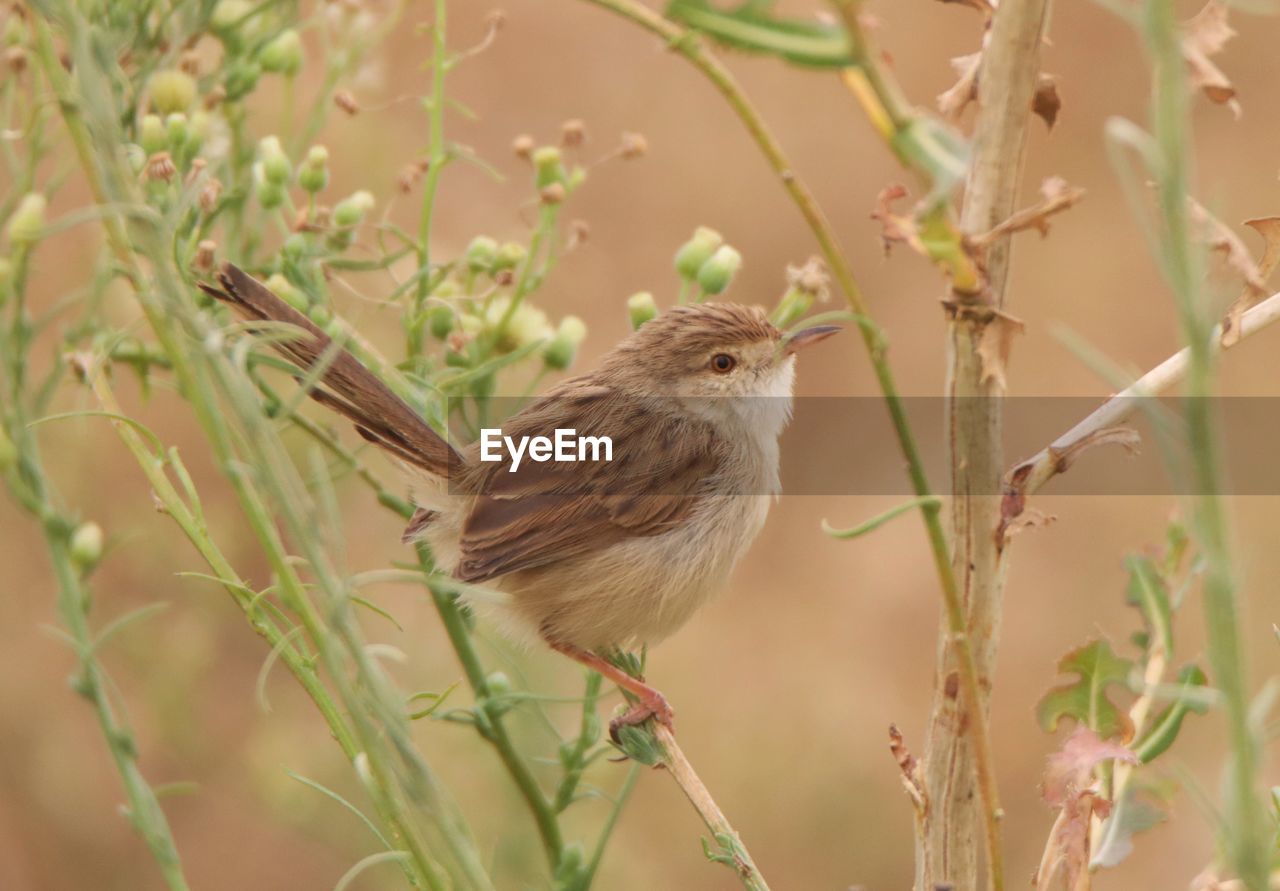 close-up of bird perching on tree