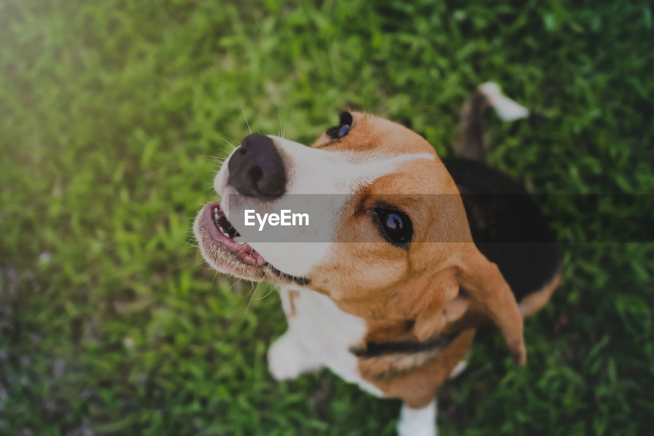 HIGH ANGLE VIEW OF DOG LOOKING AWAY ON FIELD