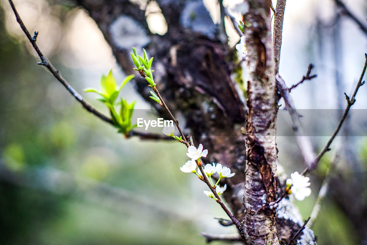 CLOSE-UP OF CHERRY BLOSSOM