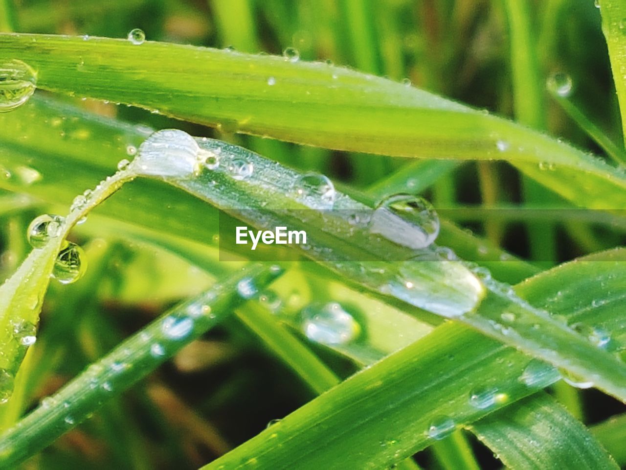 CLOSE-UP OF WET GREEN PLANT ON GRASS