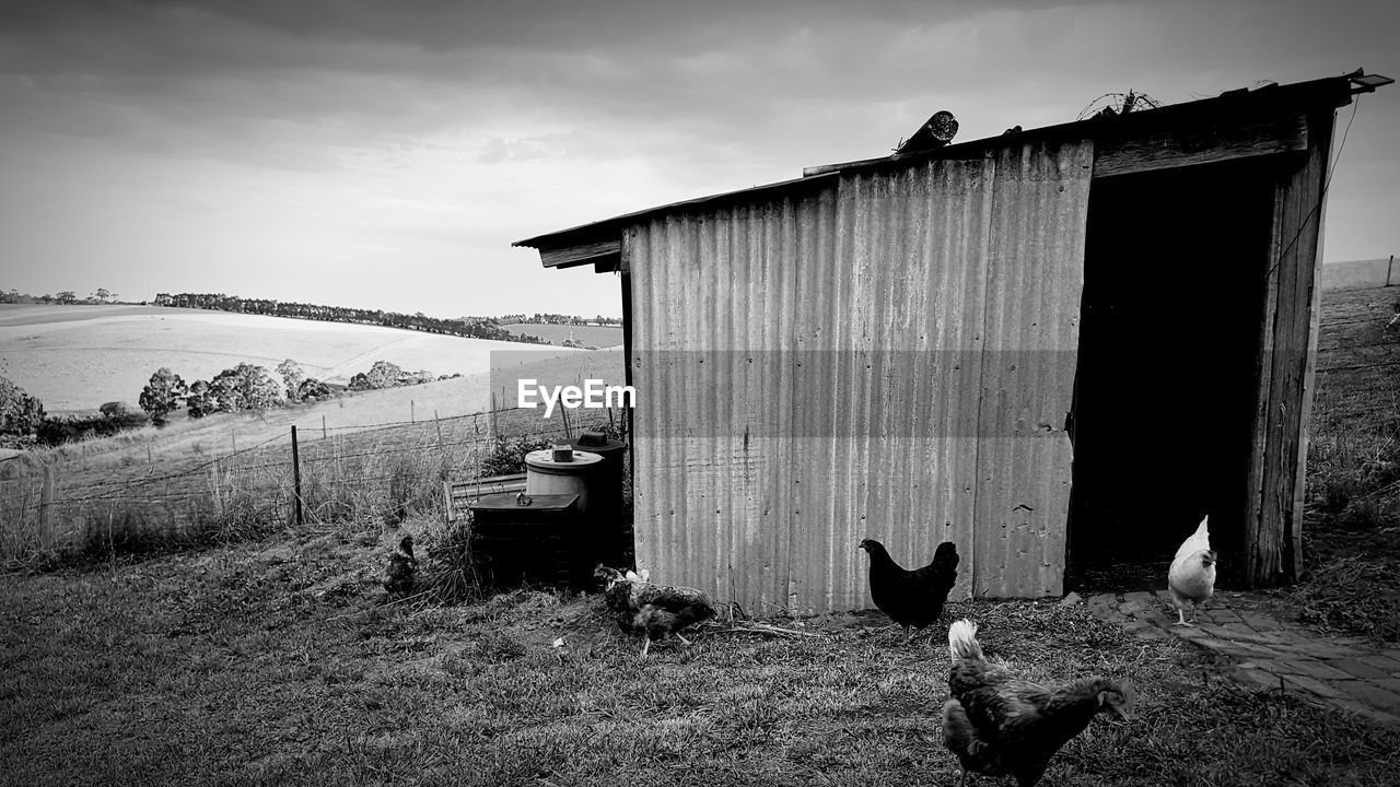 Hens in front of an old shed