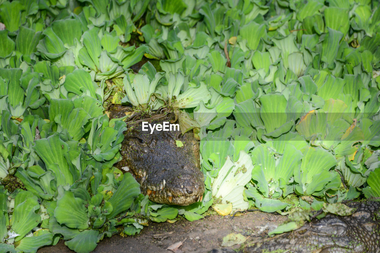 CLOSE-UP OF LIZARD ON LEAF