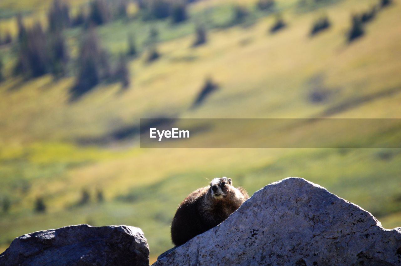 Close-up of marmot on rock
