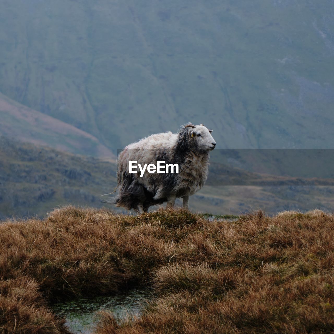 Sheep in field in front of hill