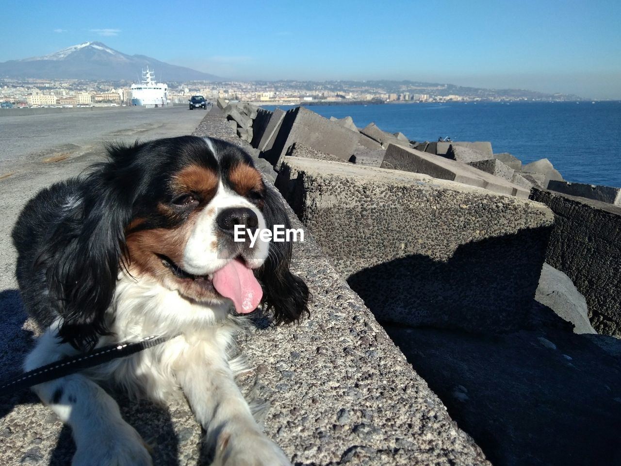 Close-up of dog by sea against sky