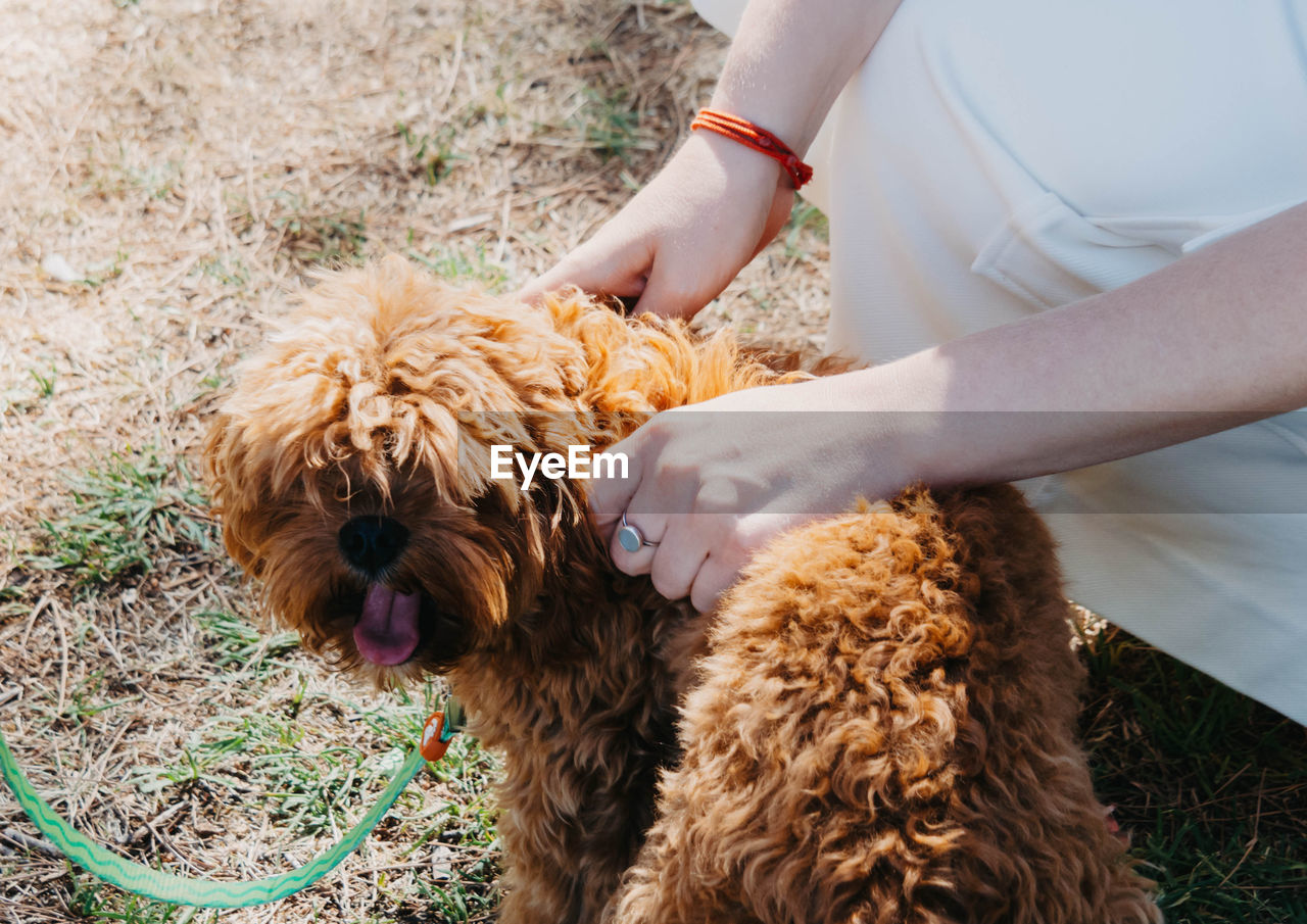 mammal, animal themes, domestic animals, pet, animal, one animal, canine, dog, one person, adult, nature, women, puppy, hand, grass, day, plant, holding, lap dog, outdoors, leisure activity