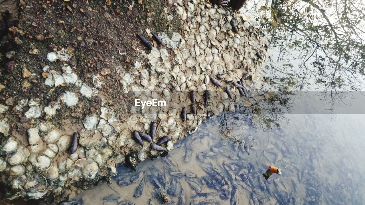 HIGH ANGLE VIEW OF BIRDS IN LAKE