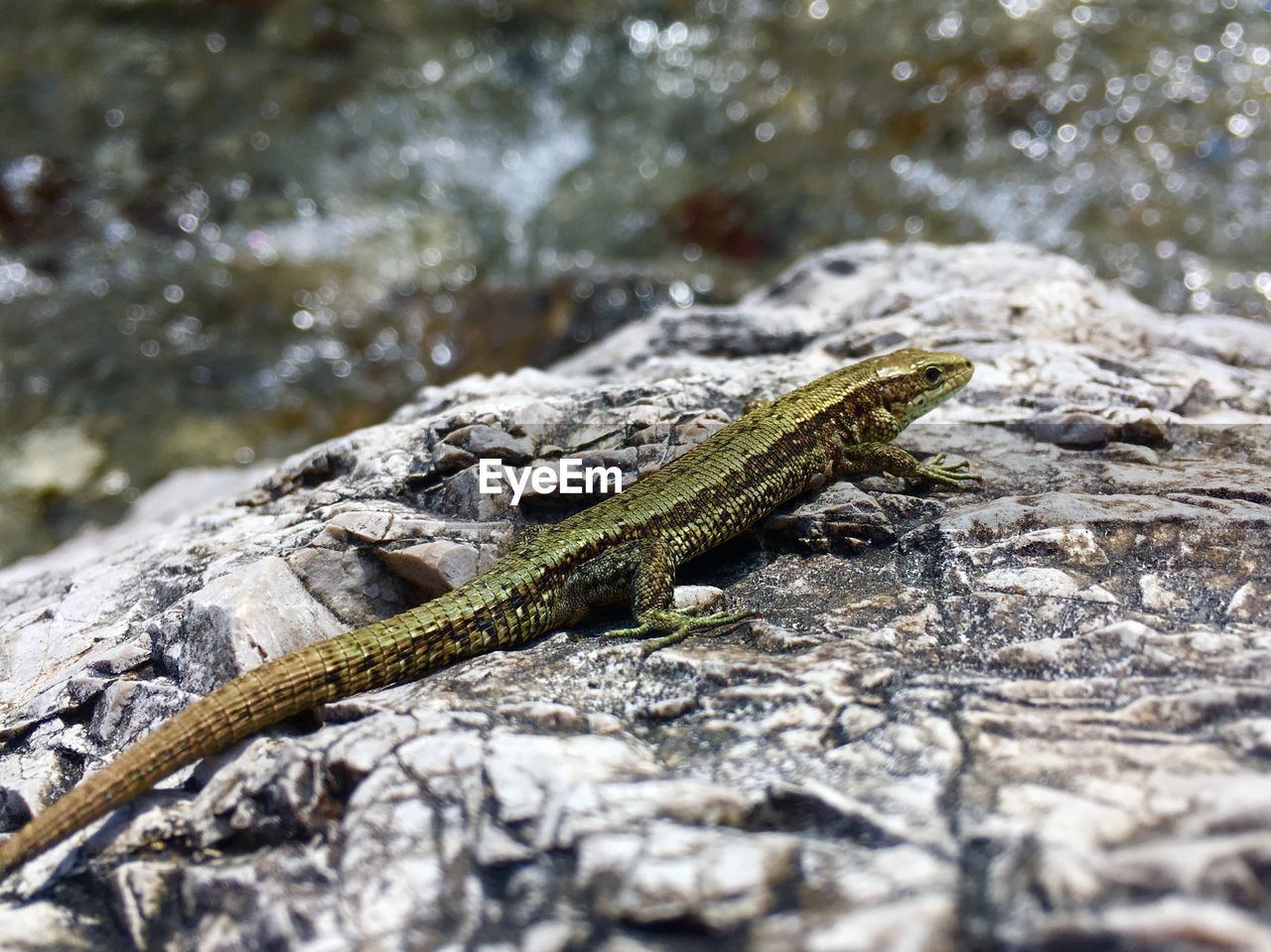 CLOSE-UP OF LIZARD ON ROCKS