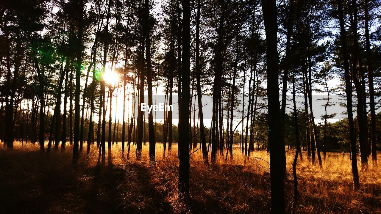 Trees in forest against sky