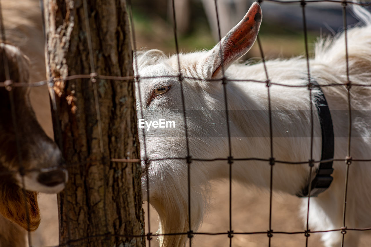 Close-up of goat