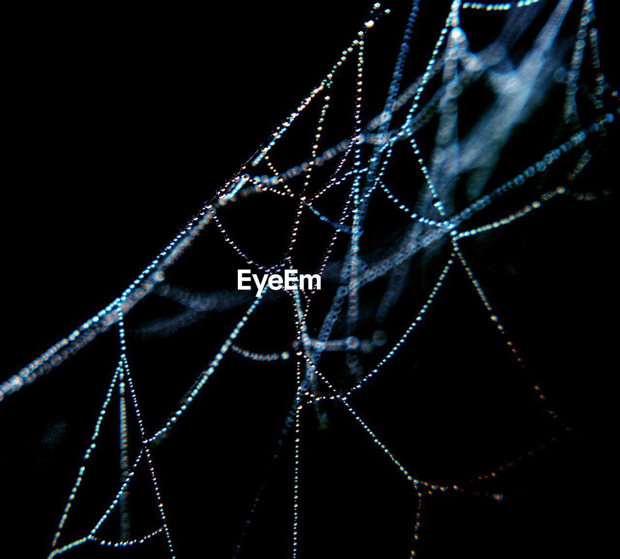 Close-up of wet spider web at night