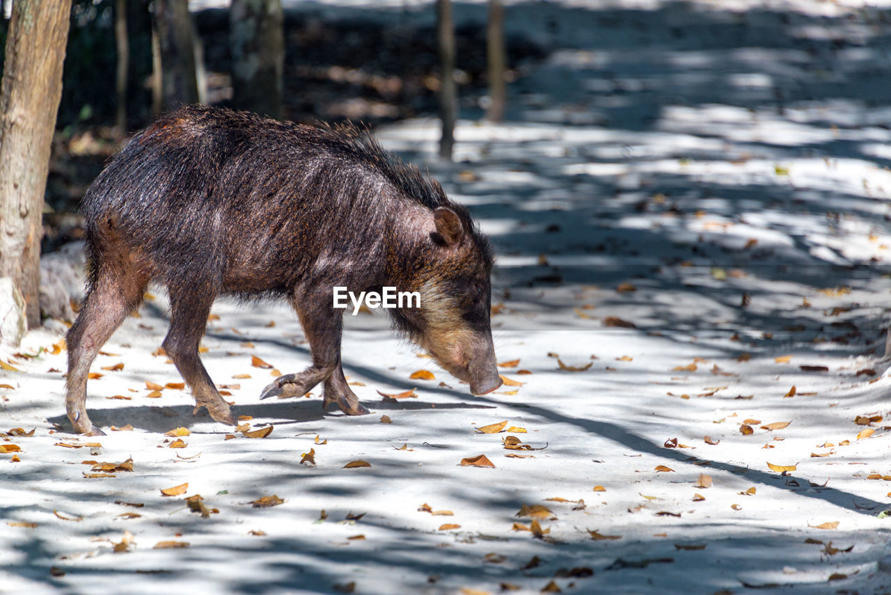 Side view of peccary walking on field at calakmul biosphere reserve