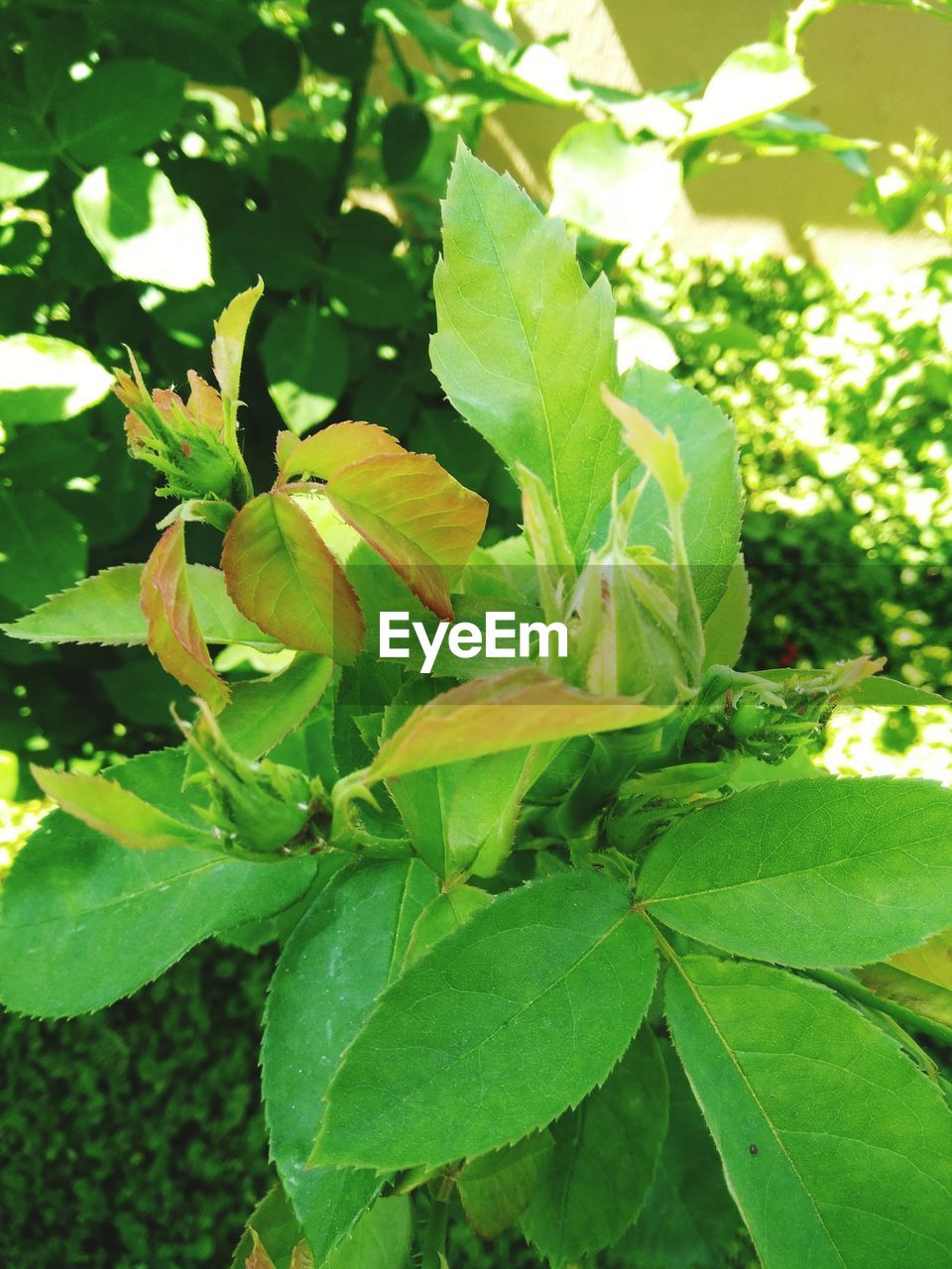 CLOSE-UP OF GREEN LEAVES ON PLANTS