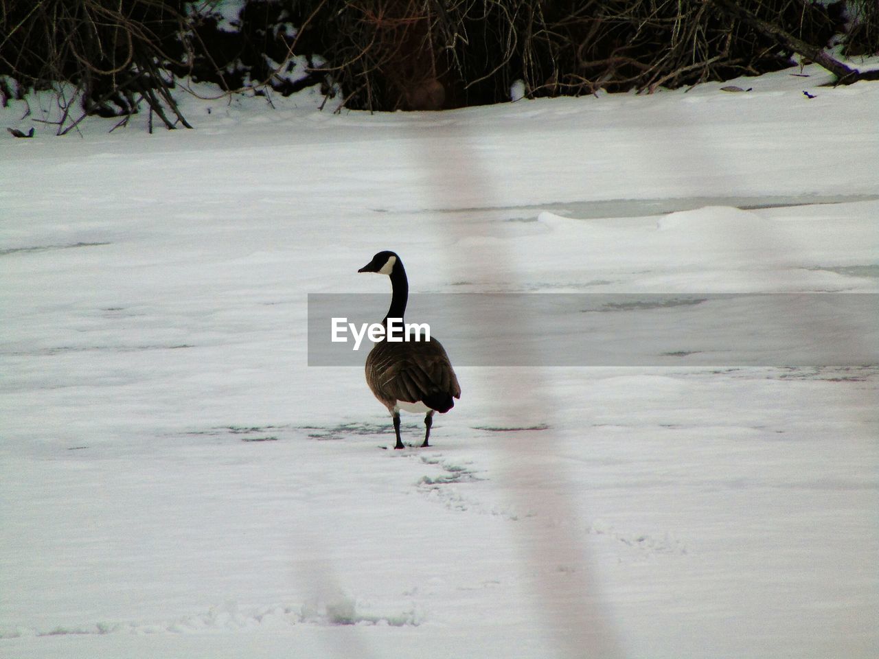 BIRD ON A ROCK