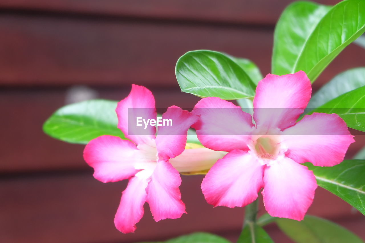 Close-up of pink flowers blooming outdoors