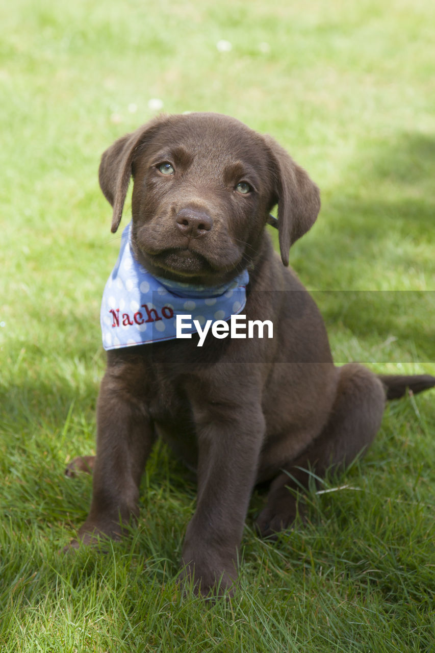 PORTRAIT OF PUPPY SITTING AT GRASS