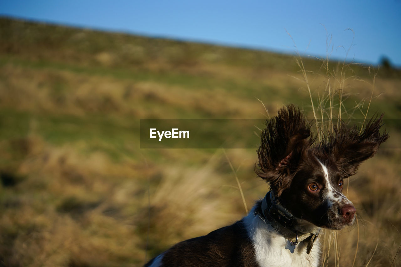 Cropped image of dog outdoors