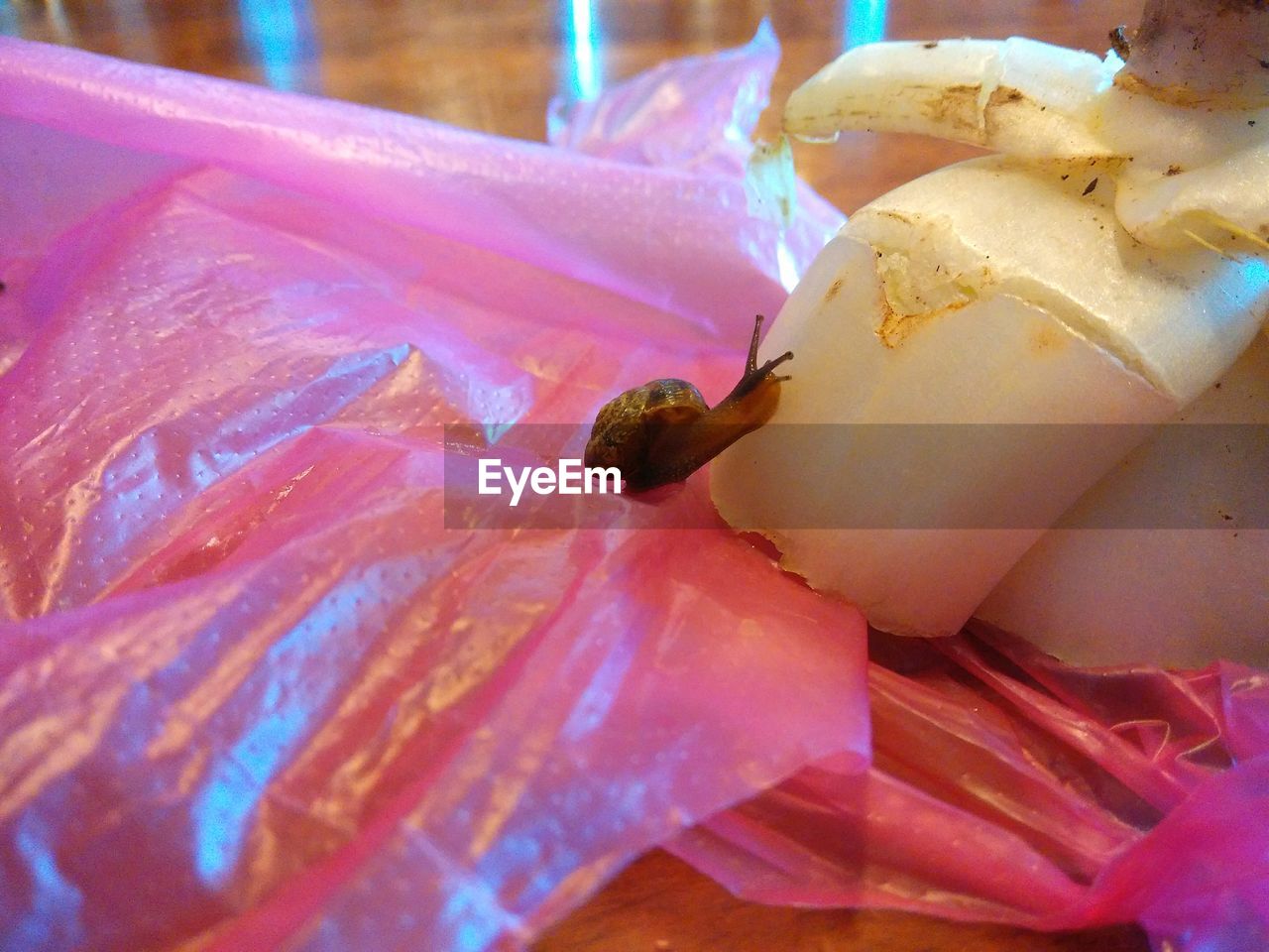 Close-up of insect on food