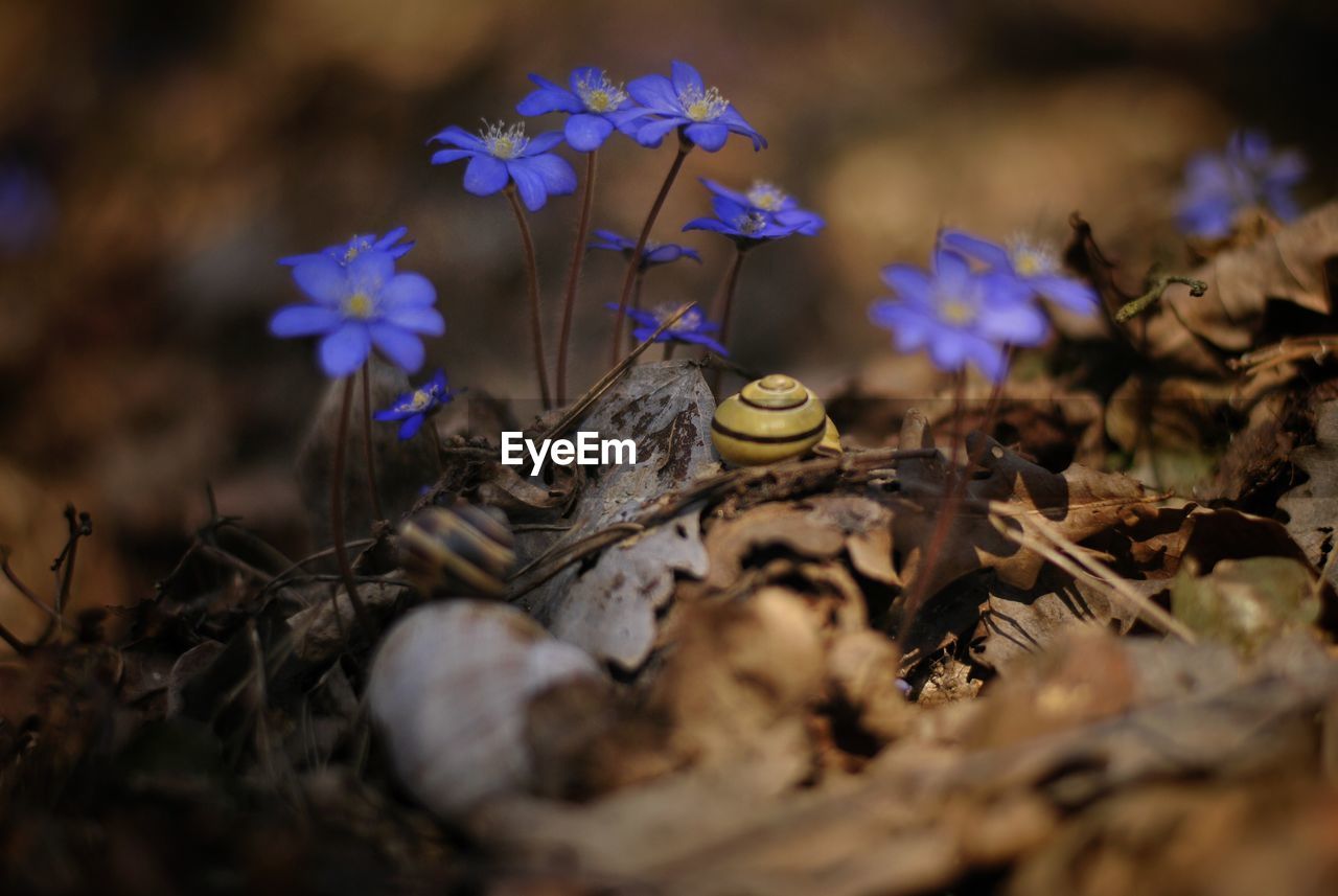 Close-up of purple flowering plant on field