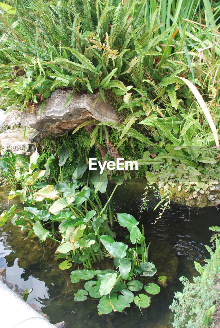 CLOSE-UP OF FRESH GREEN PLANTS WITH WATER IN PARK